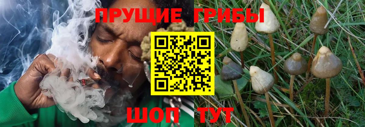 Псилоцибиновые грибы Psilocybine cubensis Аша